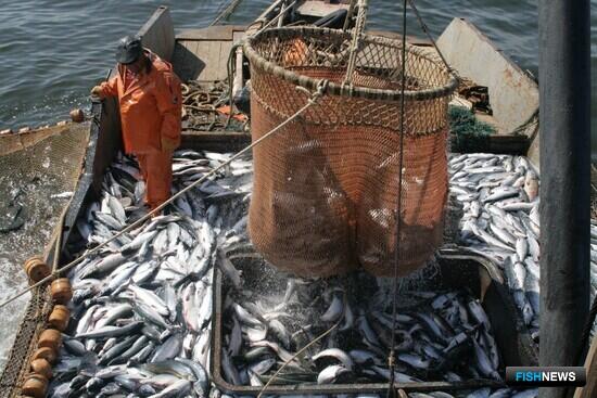 Уловы лососей вышли за 600 тыс. тонн