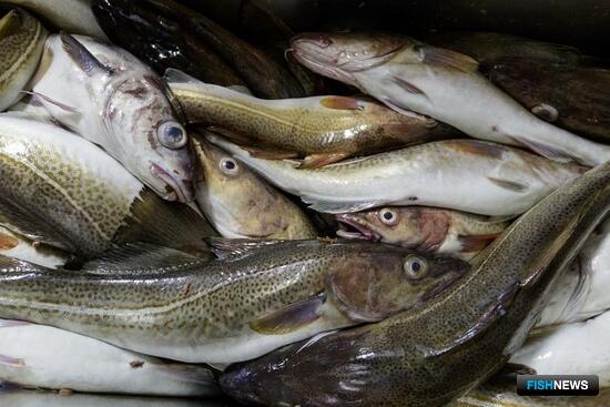 Российскую белую рыбу хотят защитить от санкций Евросоюза