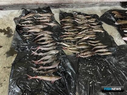 Дело об осетровой рыбалке с большим ущербом расследуют в Омской области