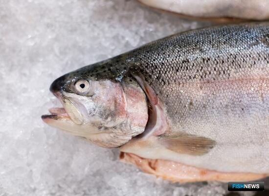 Карельским аквафермерам помогут застраховать рыбные «урожаи»
