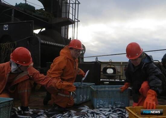 Ученые освежили данные о пополнении тихоокеанских лососей