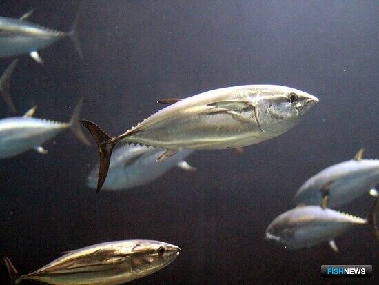 Япония ужесточит контроль над добычей голубого тунца