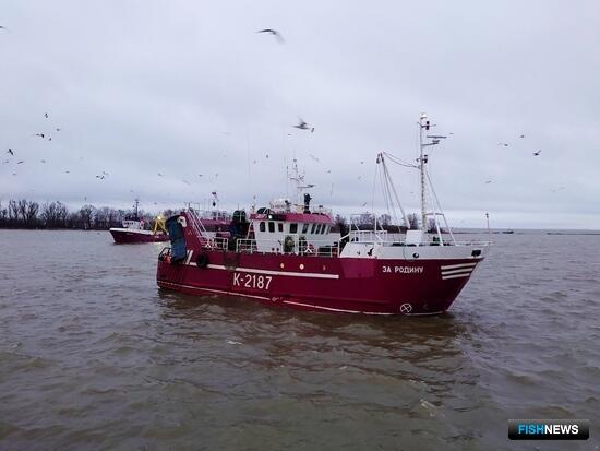 Рыбаки Калининградской области отправились за шпротом и салакой
