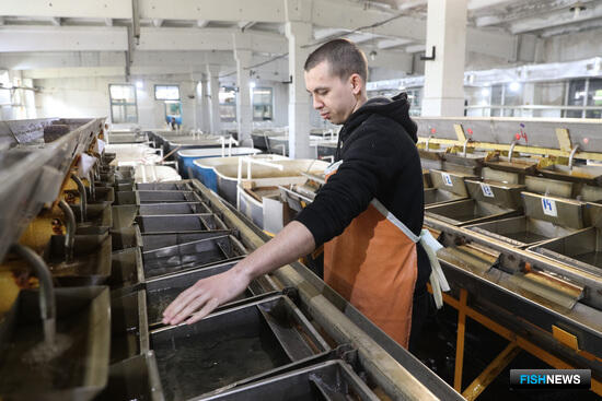 Прудовые хозяйства помогли Волгоградской области нарастить производство рыбы
