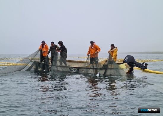 Ассоциация Приморья высказалась по важному для добытчиков лососей вопросу