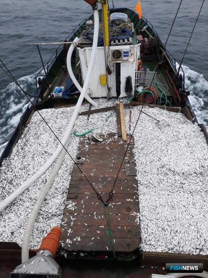 Правила рыболовства адаптируют под траловый промысел кильки