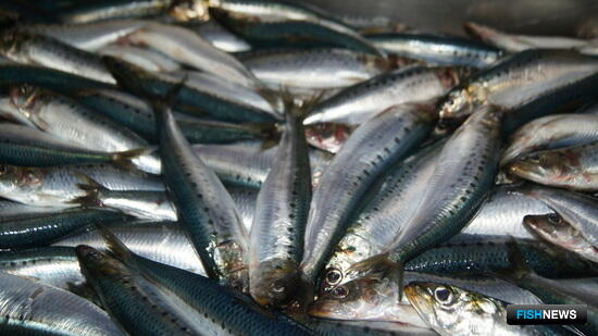 Специалисты проследили изменения в уловах рыб в разных районах