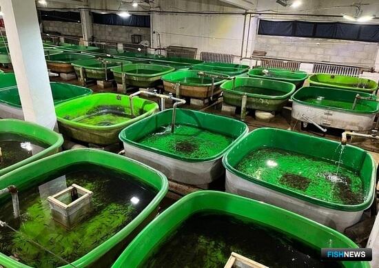 Рыбе Онежского завода поможет вода из скважины