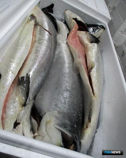 Сомнительного норвежского лосося не пустили в Россию
