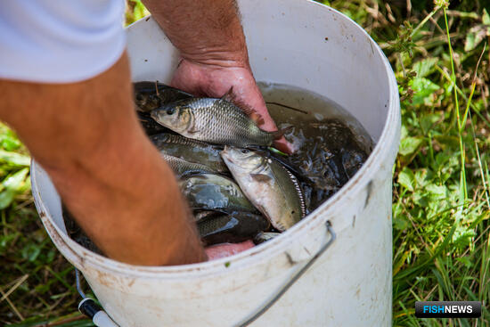 Речные участки на Кубани разобрали рыбоводы