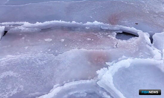 Лед в прибрежье Приморья покраснел из-за необычных «маляров»