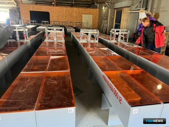 Рыбоводы Приморья готовятся вновь пополнить запасы кеты