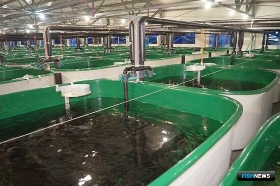 Камчатские рыбоводы обозначили планы по лососевым «выпускным»