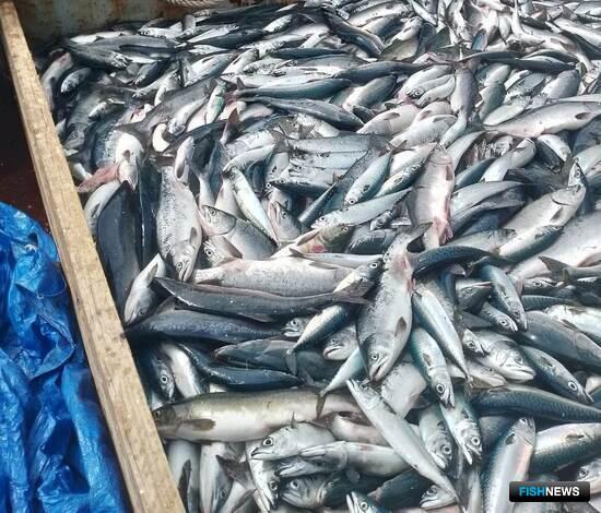 Решения по лососям в Приморье будет принимать обновленная комиссия