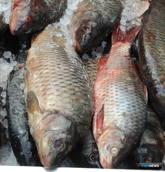В Приморье растут уловы пресноводных рыб