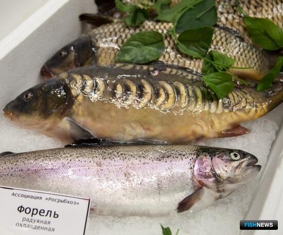 Белгород нарастил производство товарной рыбы