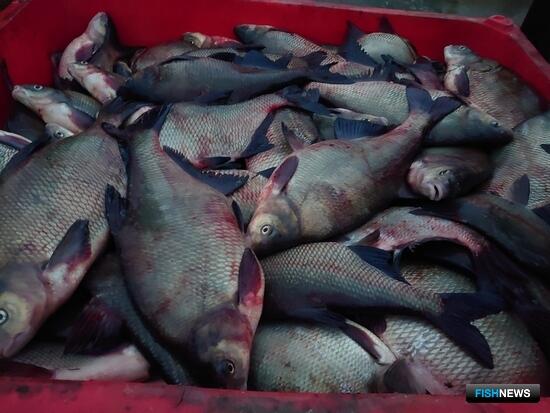 Права на промысел башкирской рыбы разыграют в Самаре