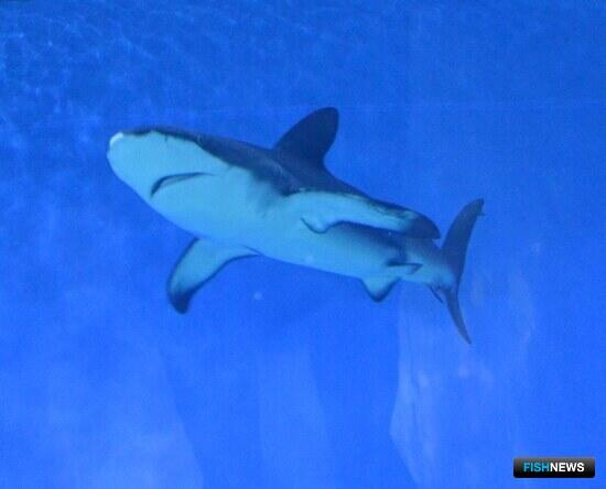 Наука определила самые акульи места на Дальнем Востоке