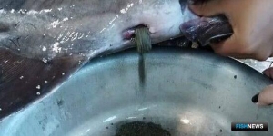 Рыбоводы готовят пополнение для собрата осетра