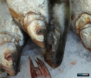 Озеро Ханка обеспечивает основу «пресноводного» рыболовства в Приморье
