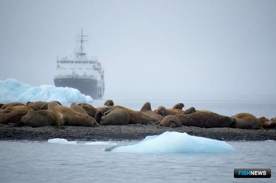 Охрану моржей и китов обсудят в Архангельске