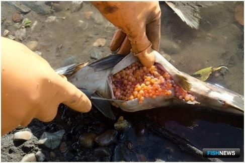 КамчатНИРО оценил подходы лососей в 2018 году