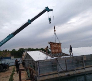 Транспортировка животных из бухты Средняя началась