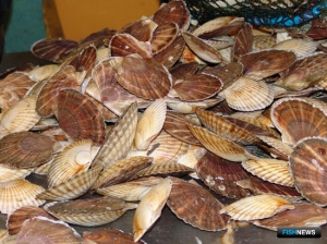 Рыболовство и аквакультуру Дальнего Востока хотят &laquo;подружить&raquo;