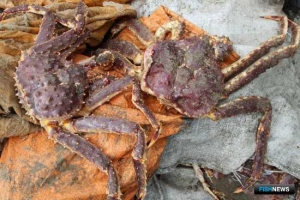 Крабов на миллион изъяли на Сахалине Крабов на миллион изъяли на Сахалине