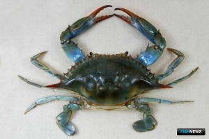 В Китае перекрыли канал контрабанды морских деликатесов В Китае перекрыли канал контрабанды морских деликатесов