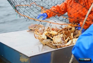 Росрыболовство подбирает площадку для крабовых аукционов