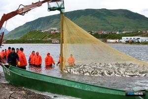 Нерка дала успешный старт путине на Камчатке
