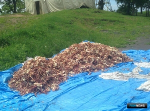 Морской деликатес перехватили приморские пограничники