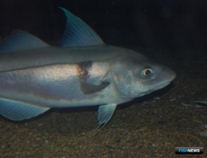 Исландия сократила квоту пикши