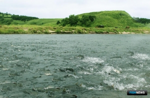 Сахалинским лососям готовят новую меру защиты Сахалинским лососям готовят новую меру защиты