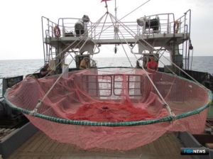 Наука ищет новые подходы к кильке Наука ищет новые подходы к кильке