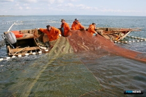 Новый вариант ограничений удивил рыбопромышленников Новый вариант ограничений удивил рыбопромышленников