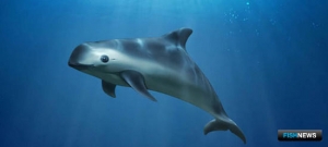 Морскую свинью пытаются спасти от исчезновения Морскую свинью пытаются спасти от исчезновения