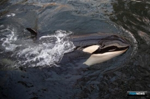 Рыбаков попросят приглядеть за косатками