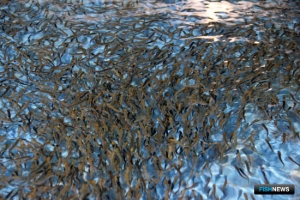 Рыбоводные заводы перевыполнили годовой план Рыбоводные заводы перевыполнили годовой план