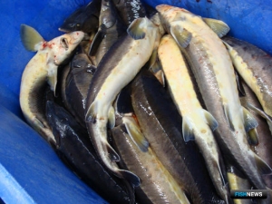 Дело об осетровой банде рассмотрит суд