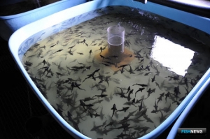 В реки Хабаровского края заселяют осетрят В реки Хабаровского края заселяют осетрят