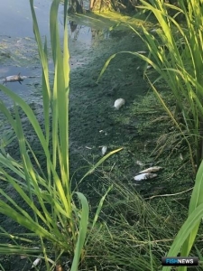 На Цне снова «рыбий геноцид» На Цне снова «рыбий геноцид»