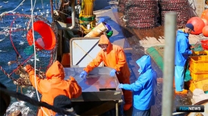 Минвостокразвития предлагает обеспечить «крабовый заказ» Минвостокразвития предлагает обеспечить «крабовый заказ»