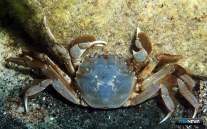 Классификатор для аквакультуры пополнят новыми объектами Классификатор для аквакультуры пополнят новыми объектами