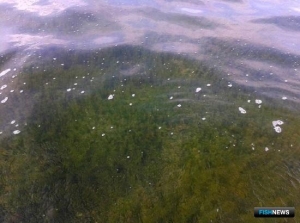 Ученые ищут самые заросшие лиманы Кубани Ученые ищут самые заросшие лиманы Кубани