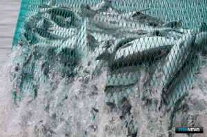 Рыба и лес привлекают все больше покупателей на биржу