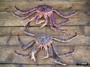 &laquo;Два в одном&raquo;: опубликован еще один проект по крабовым квотам