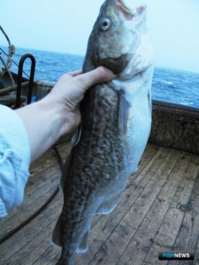 В водах Восточной Камчатки выросли рыбные запасы В водах Восточной Камчатки выросли рыбные запасы