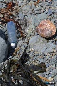 Японский промысел освободят от «мусорных» расходов Японский промысел освободят от «мусорных» расходов